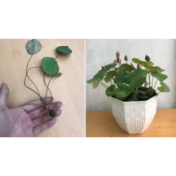 Lotus Plants